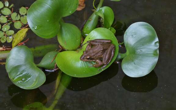 Image of Angola Frog