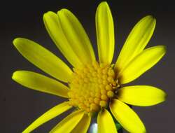 Image of oxford ragwort