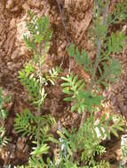 Image of Lidbeckia pectinata Berg.