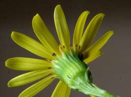 Image of oxford ragwort