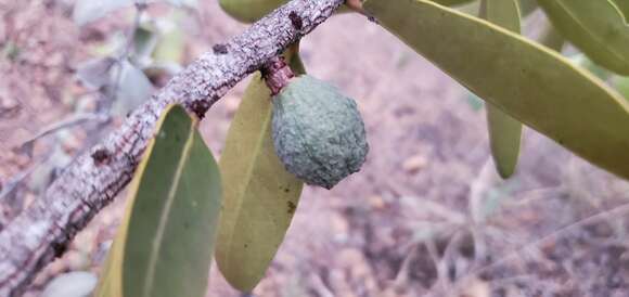 Salacia crassifolia (Mart.) G. Don resmi