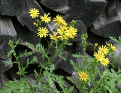 Image of oxford ragwort