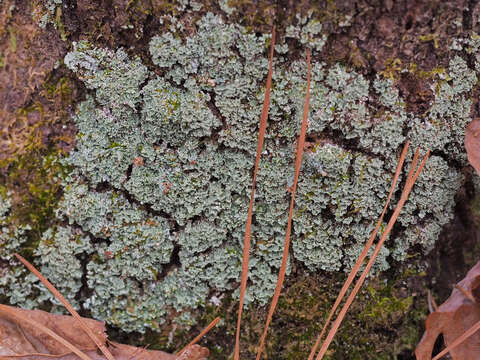 Image of cup lichen