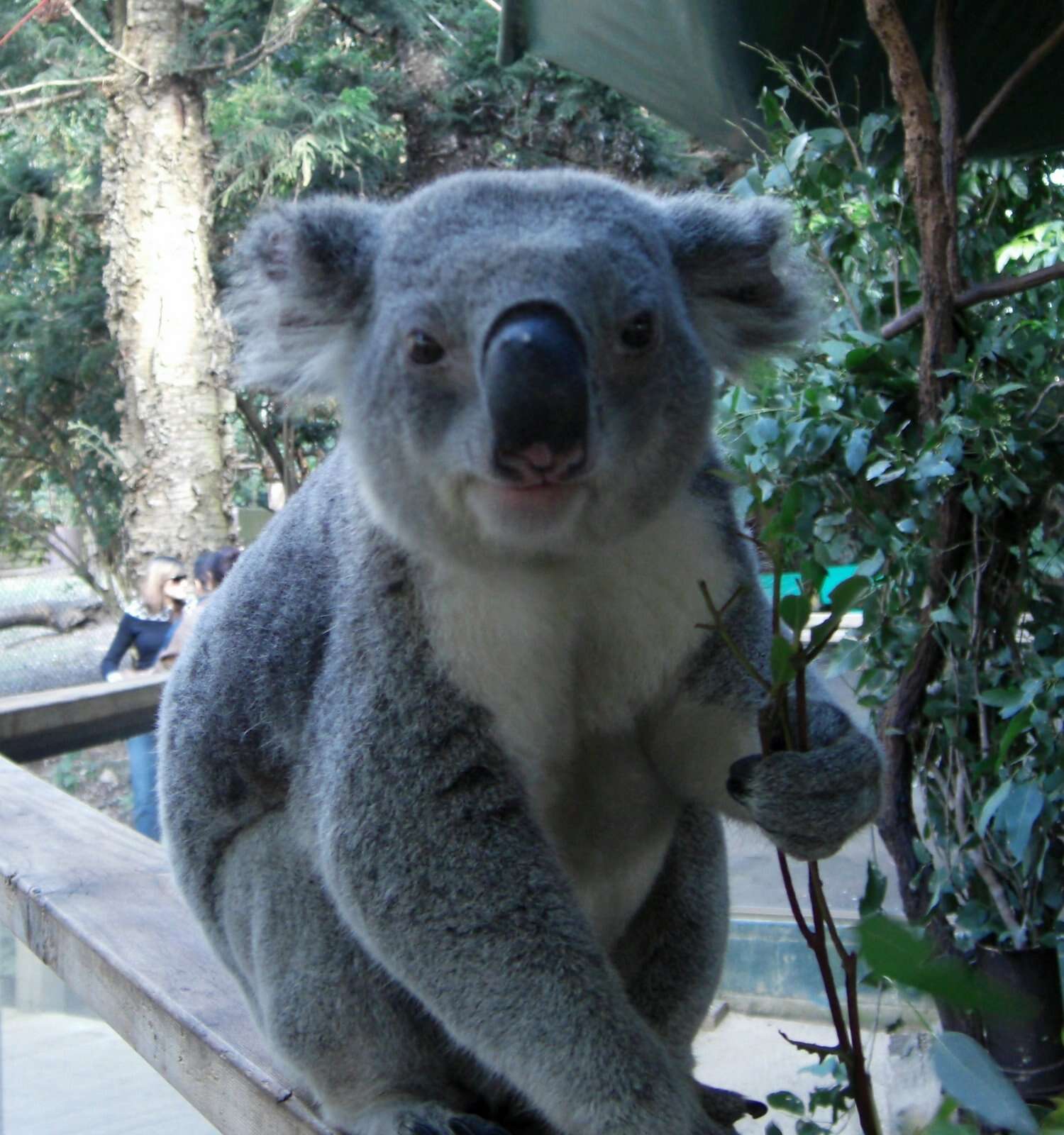 Image of koalas