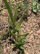 Image of Helichrysum miconiifolium DC.