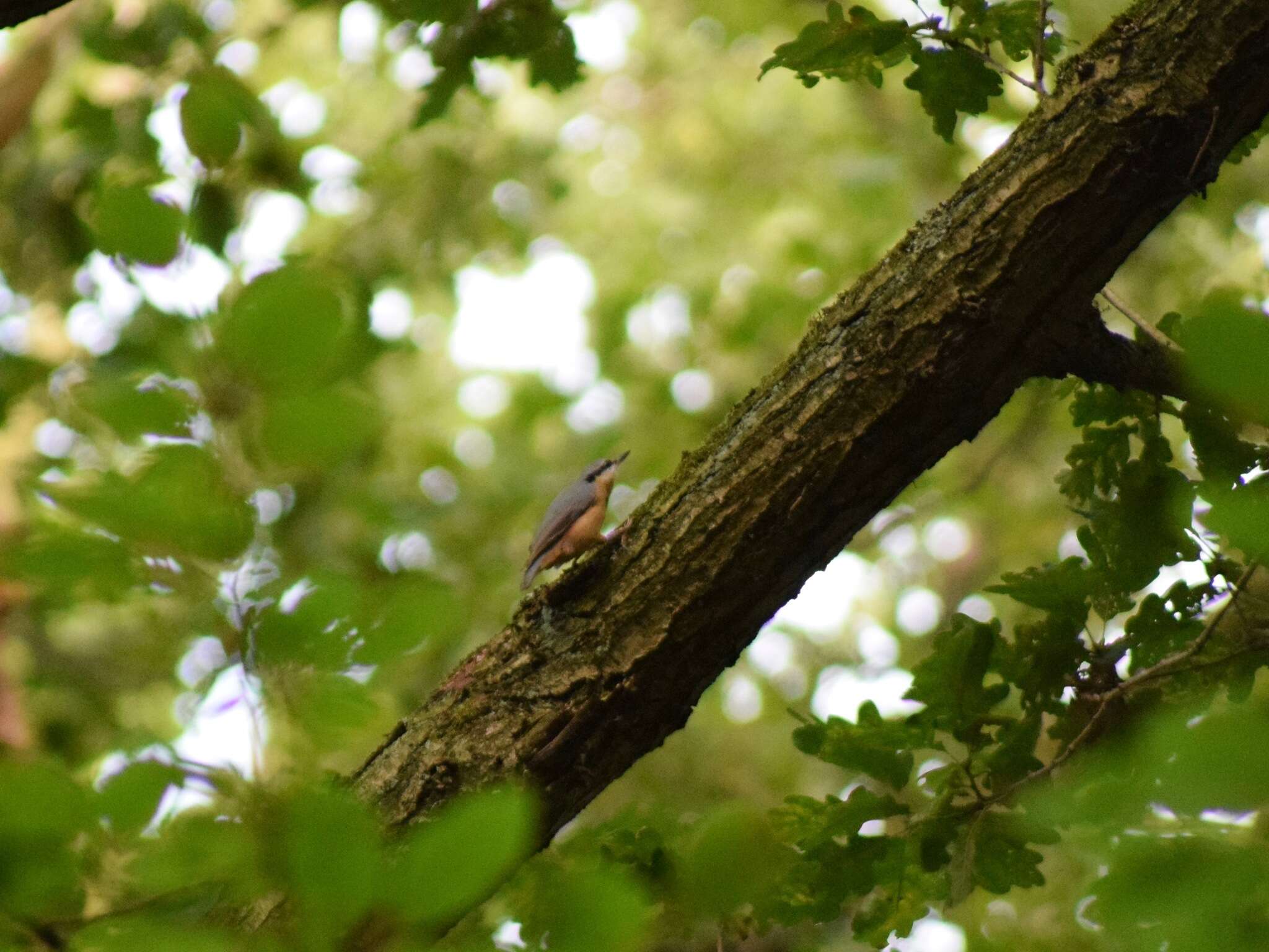 Image of Eurasian Nuthatch