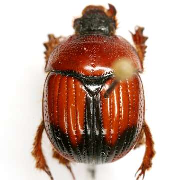 Plancia ëd Bolbocerosoma elongatum Howden 1955