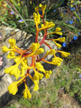 Image of Anigozanthos manglesii D. Don