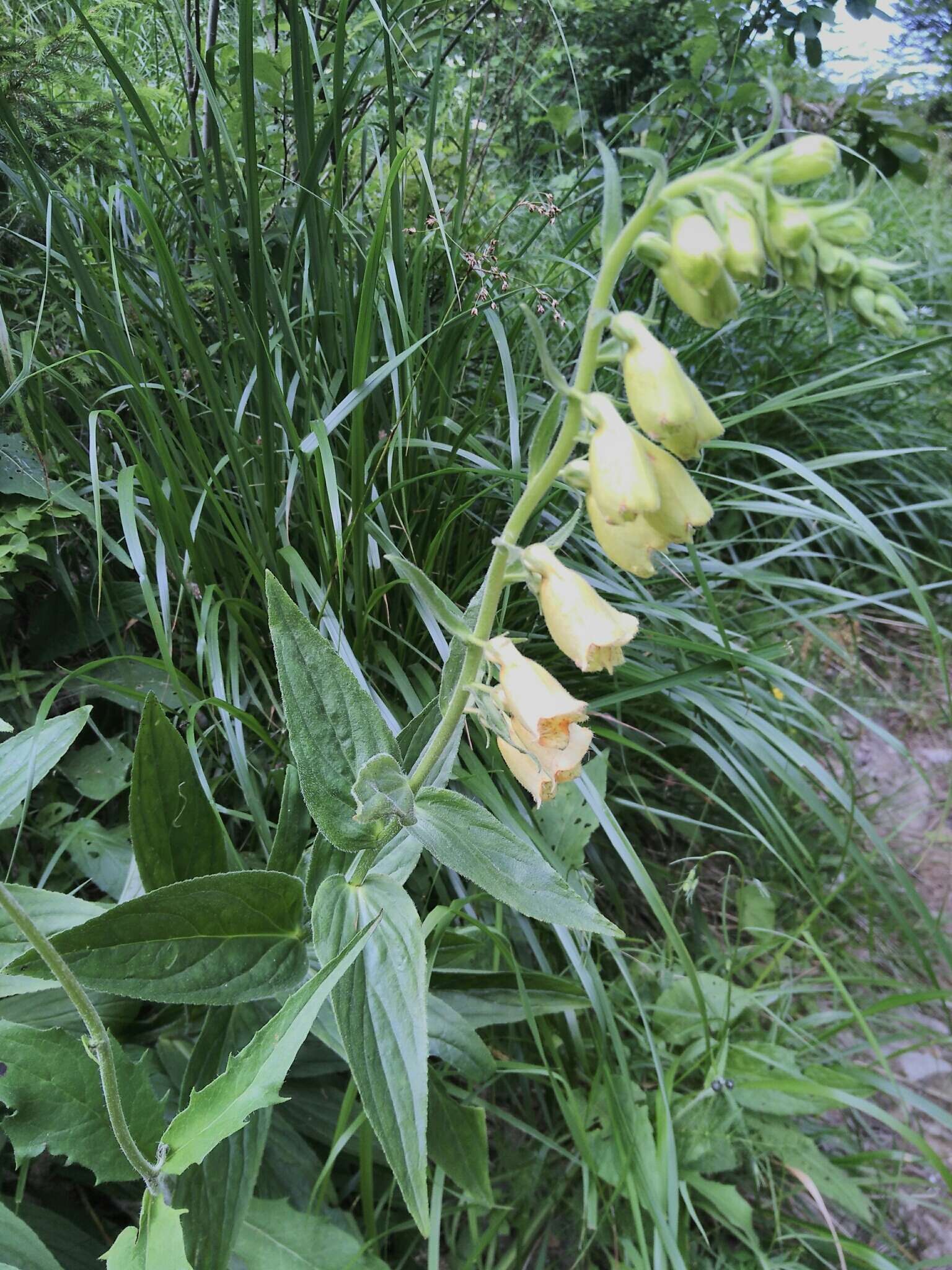 Imagem de Digitalis grandiflora Mill.