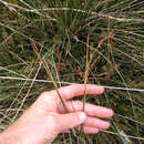 Image of Juncus kraussii subsp. australiensis (Buch.) S. Snogerup