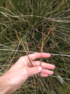 Image of Juncus kraussii subsp. australiensis (Buch.) S. Snogerup