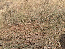 Image of Horsetail Knotweed