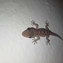 Image of Gomero Wall Gecko