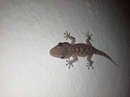 Image of Gomero Wall Gecko
