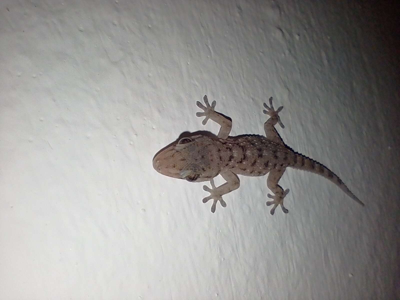 Image of Gomero Wall Gecko