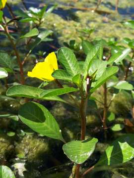 Image of floating primrose-willow