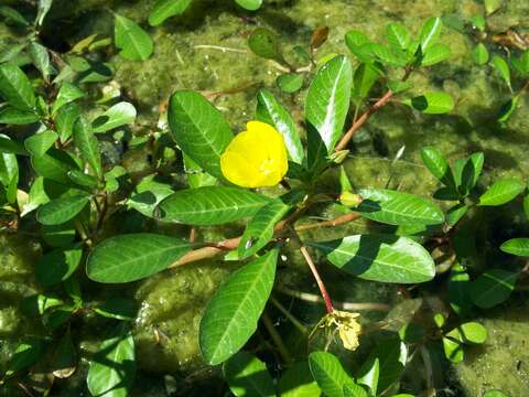 Image of floating primrose-willow