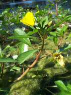 Image of floating primrose-willow