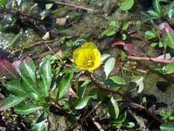 Image of floating primrose-willow