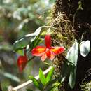 Plancia ëd Cattleya coccinea Lindl.