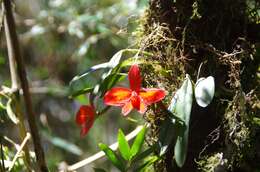 Image of Scarlet Cattleya