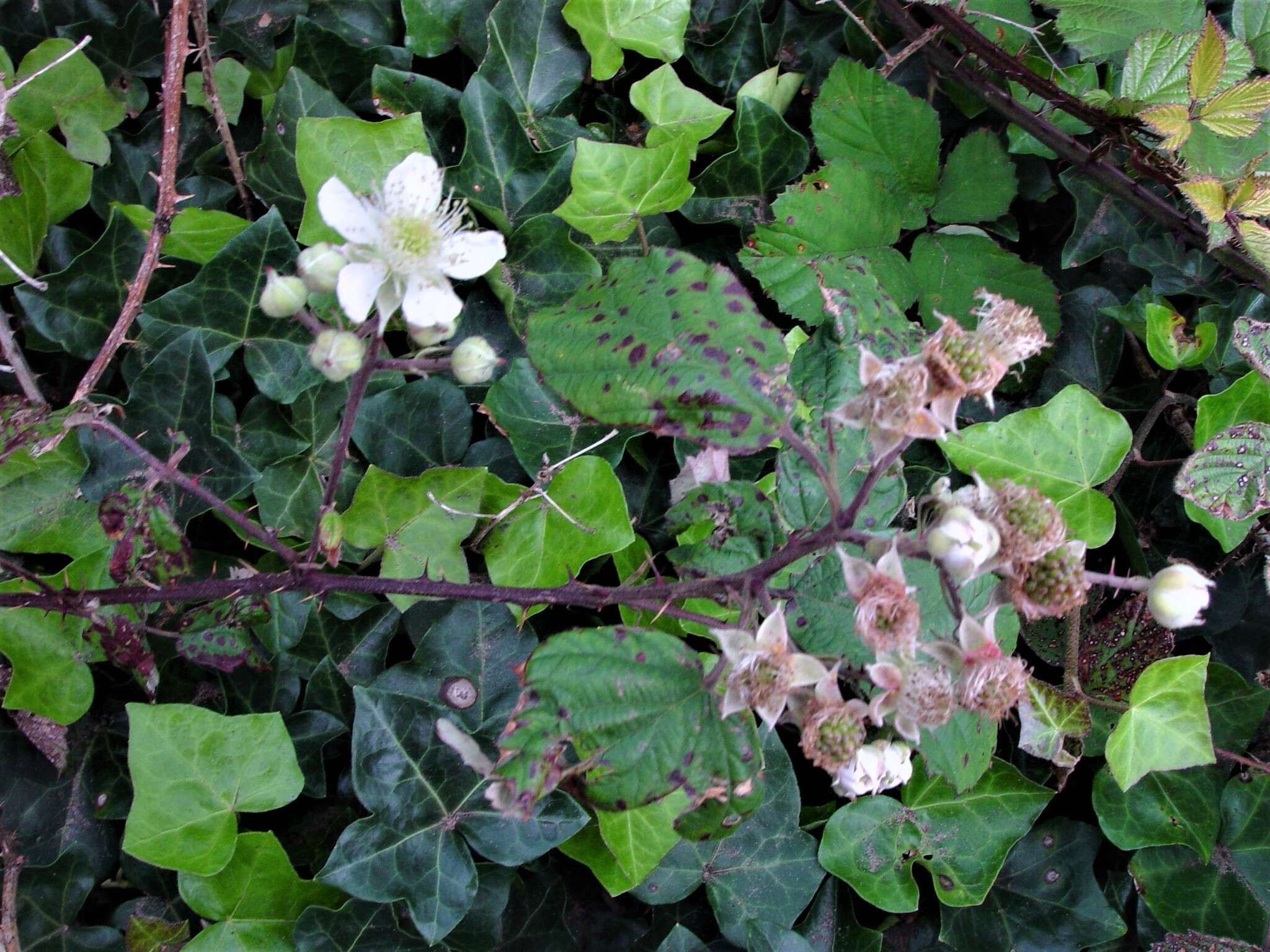 Sivun Rubus elegantispinosus (Schumacher) H. E. Weber kuva