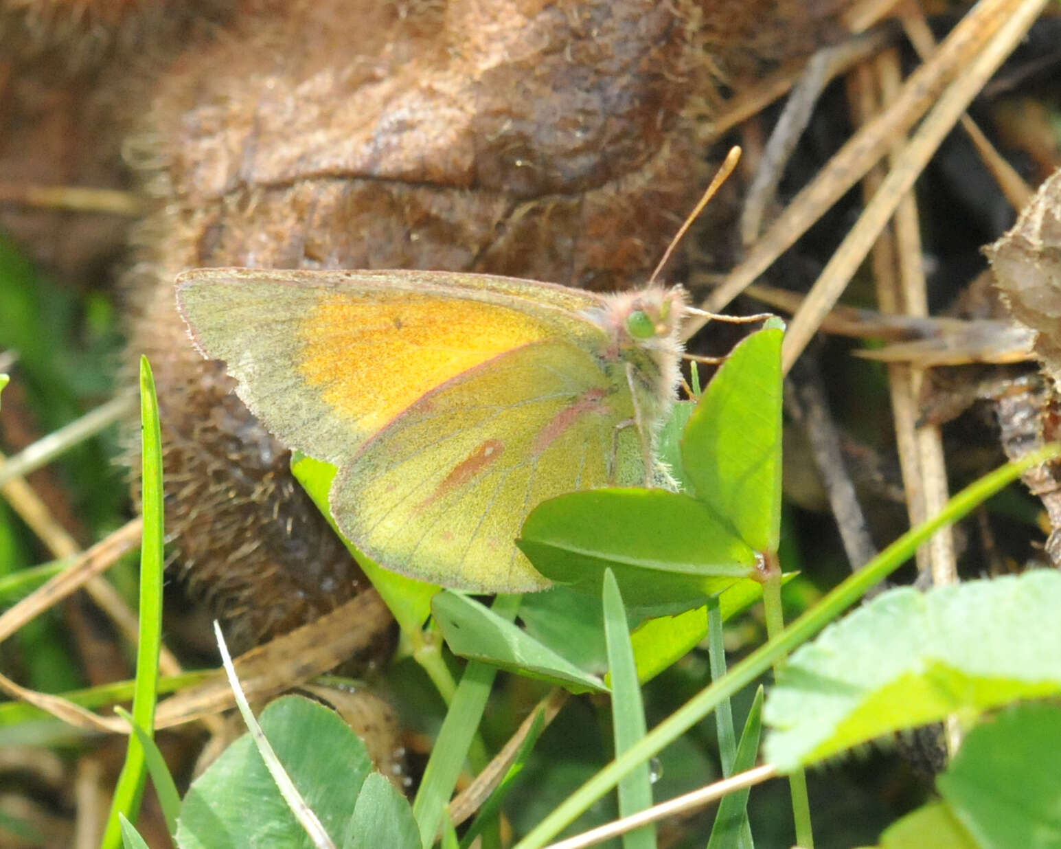 Image of Colias dimera Doubleday 1847