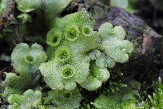 Image of common liverwort