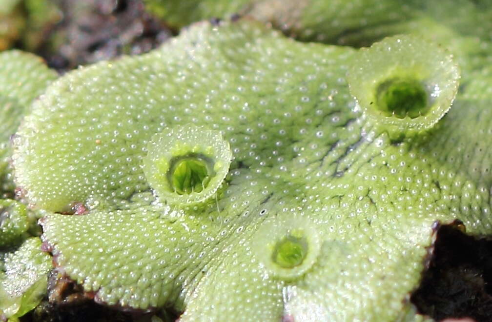 Image of common liverwort