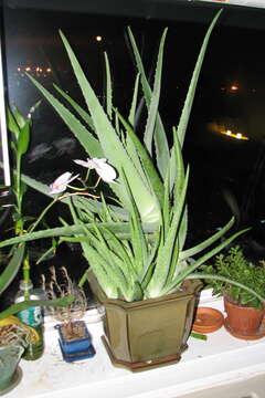 Image of Aloe vera