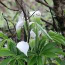 Image of Arisaema murrayi (J. Graham) Hook.