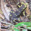 Image of Pirre Harlequin Frog