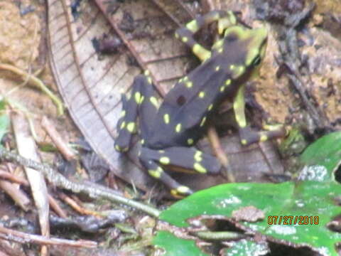 Image of Pirre Harlequin Frog