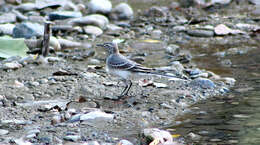 Image of Pied Wagtail and White Wagtail