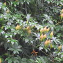 Image of Spanish arborvine