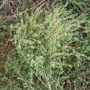 Image of manybranched pepperweed