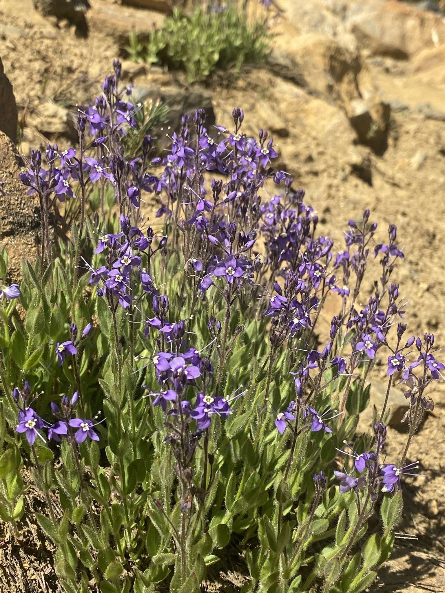 Image of Copeland's speedwell