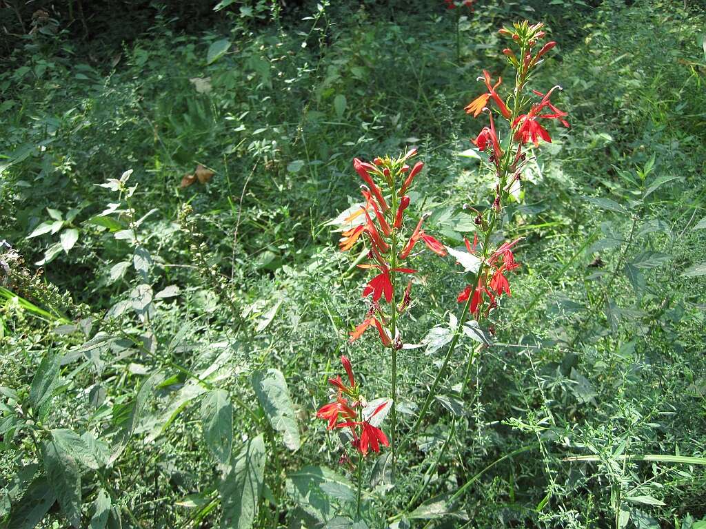 Image of Cardinal Flower