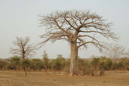 Image of African Baobab