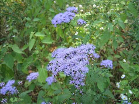 Imagem de Ageratum houstonianum Mill.