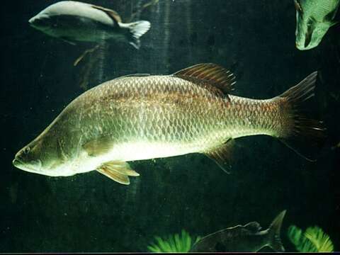 Image of Asian seabass