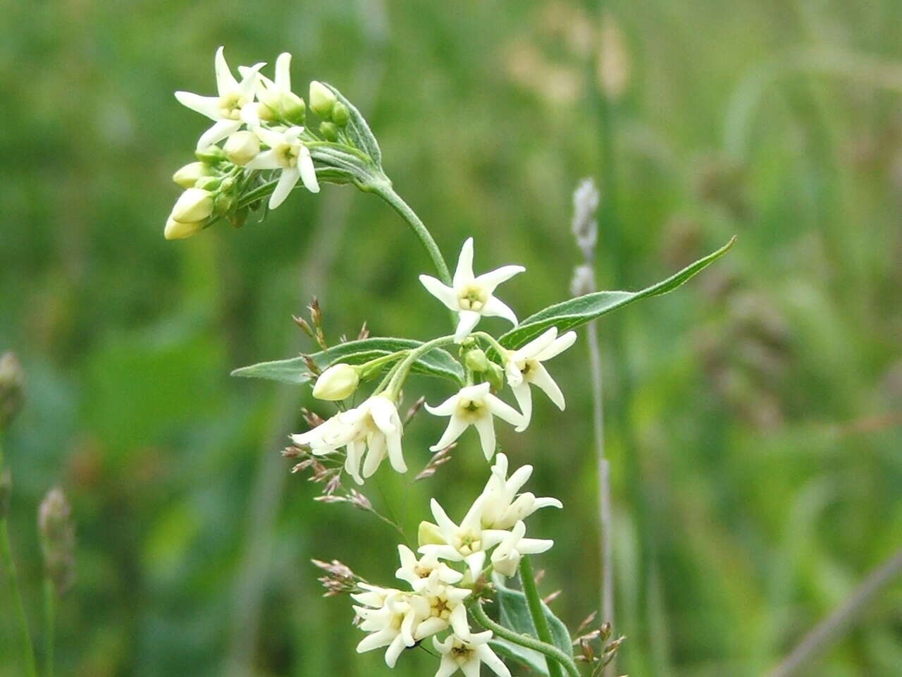 Image of common vincetoxicum