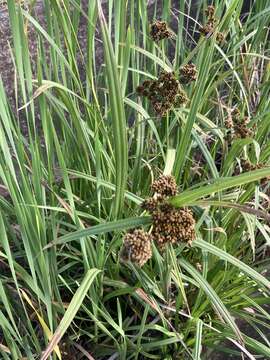 Image of Georgia bulrush