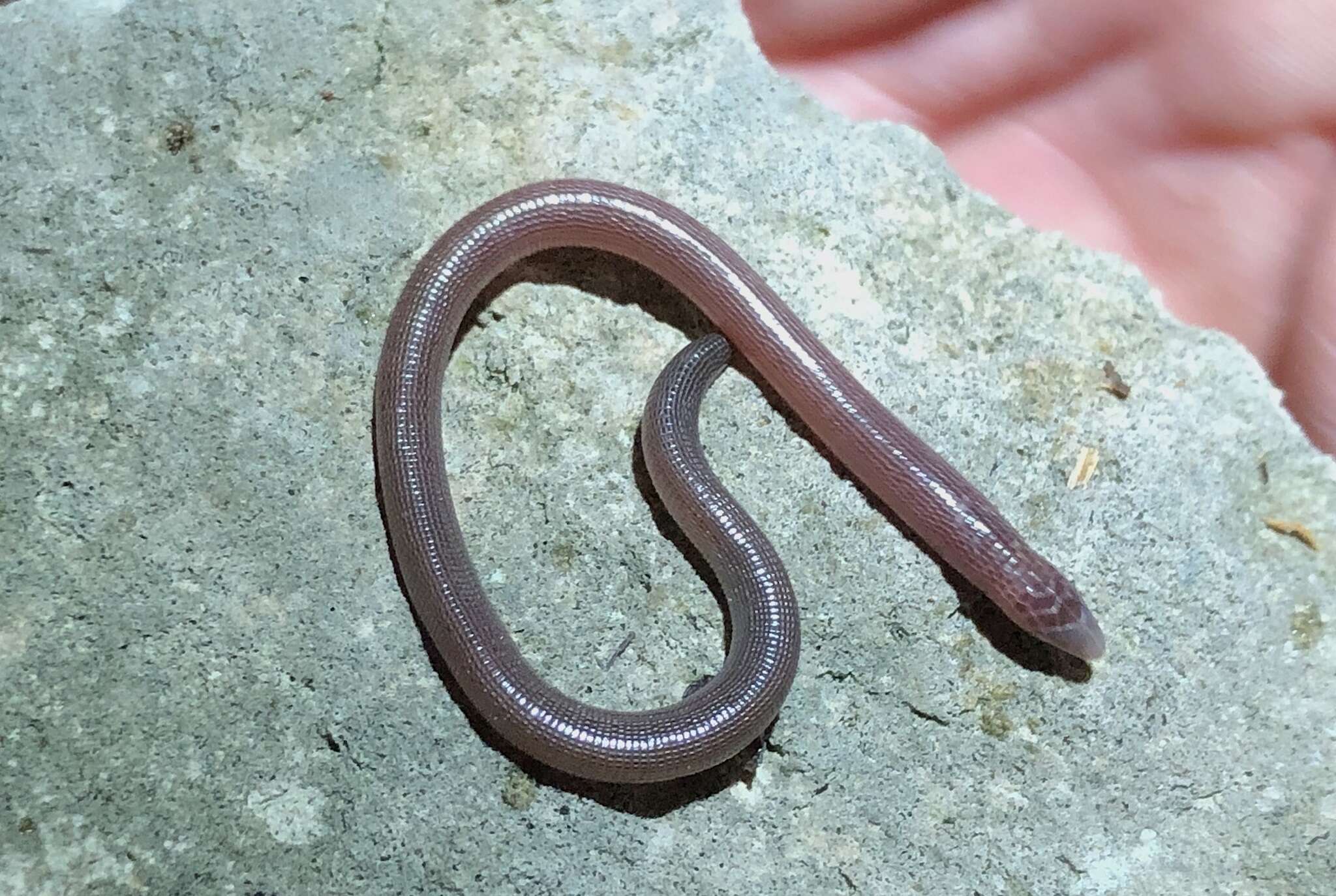 Image of Cuban Many-ringed Amphisbaena