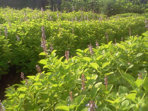 Image de Plectranthus rotundifolius (Poir.) Spreng.