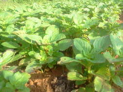 Image of hausa potato