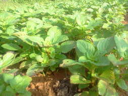 Image de Plectranthus rotundifolius (Poir.) Spreng.