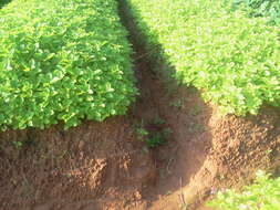 Image of hausa potato