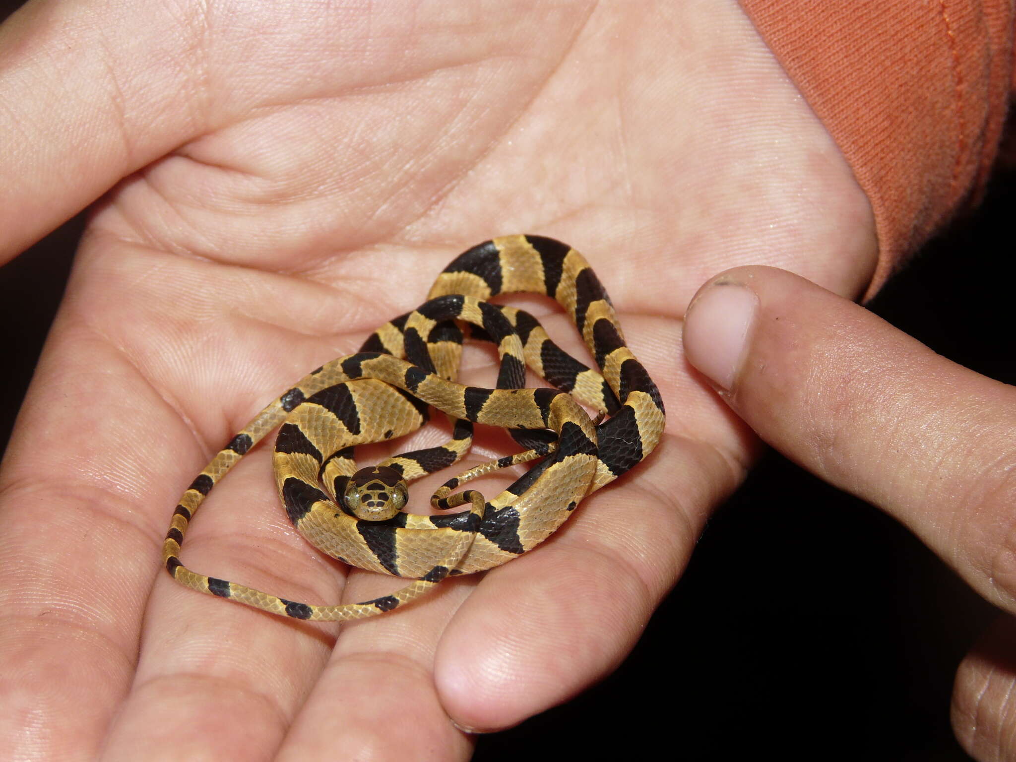 Imantodes cenchoa (Linnaeus 1758) resmi