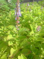 Image de Plectranthus rotundifolius (Poir.) Spreng.